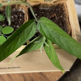 Photo of the plant species Pigeon Pea by @PoetKanono named Cleopatra on Greg, the plant care app