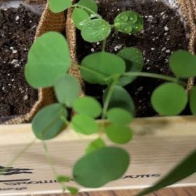 Photo of the plant species Black Locust by @PoetKanono named Luna on Greg, the plant care app