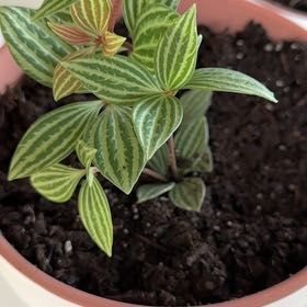 Photo of the plant species parallel peperomia by @PoetKanono named Keanu Leaves on Greg, the plant care app