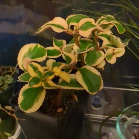 Photo of the plant species Variegated Trailing Jade Plant 'Comet' by @VibrantRhodotus named Bruce Lee on Greg, the plant care app