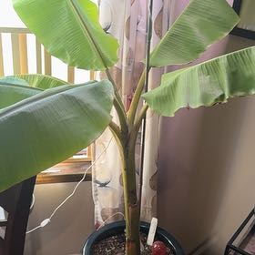 Photo of the plant species Ice Cream Banana by @TimelyKhakiweed named Nemo on Greg, the plant care app