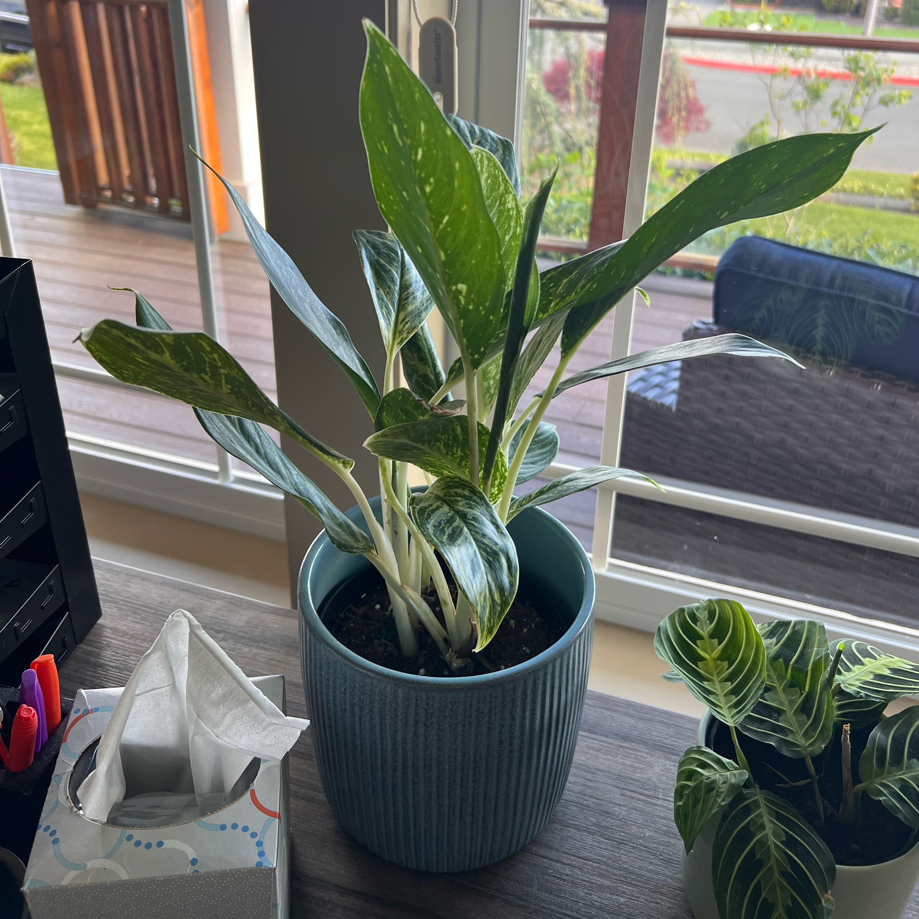 Chinese Evergreen 'Golden Madonna' in a blue pot near a window, healthy with vibrant green leaves.