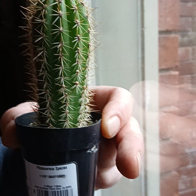 Photo of the plant species Pilosocereus lanuginosus by @WillDyebush named Lebron on Greg, the plant care app
