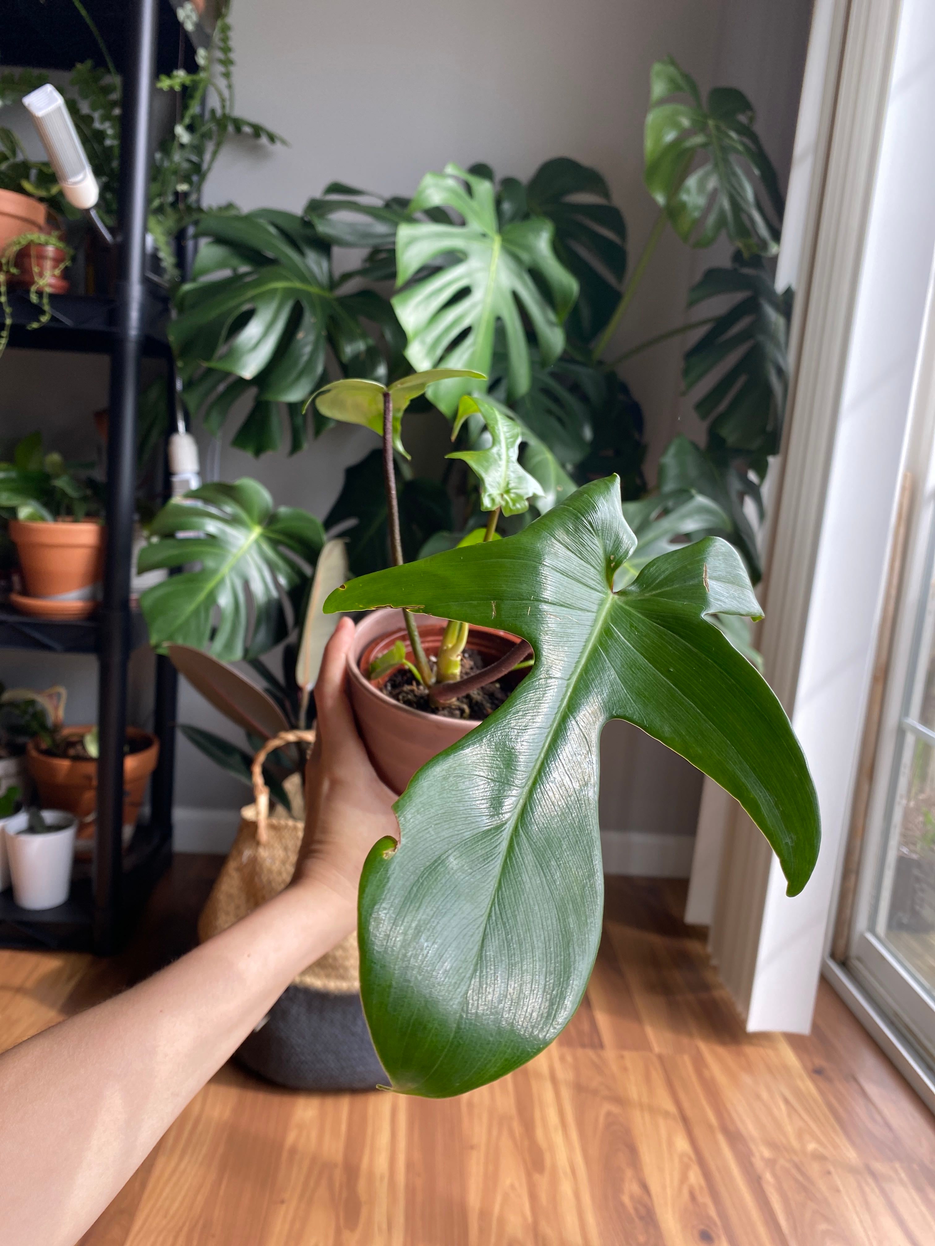 🪴 Top 3 Pot Features Your Philodendron 'Florida' Will Love