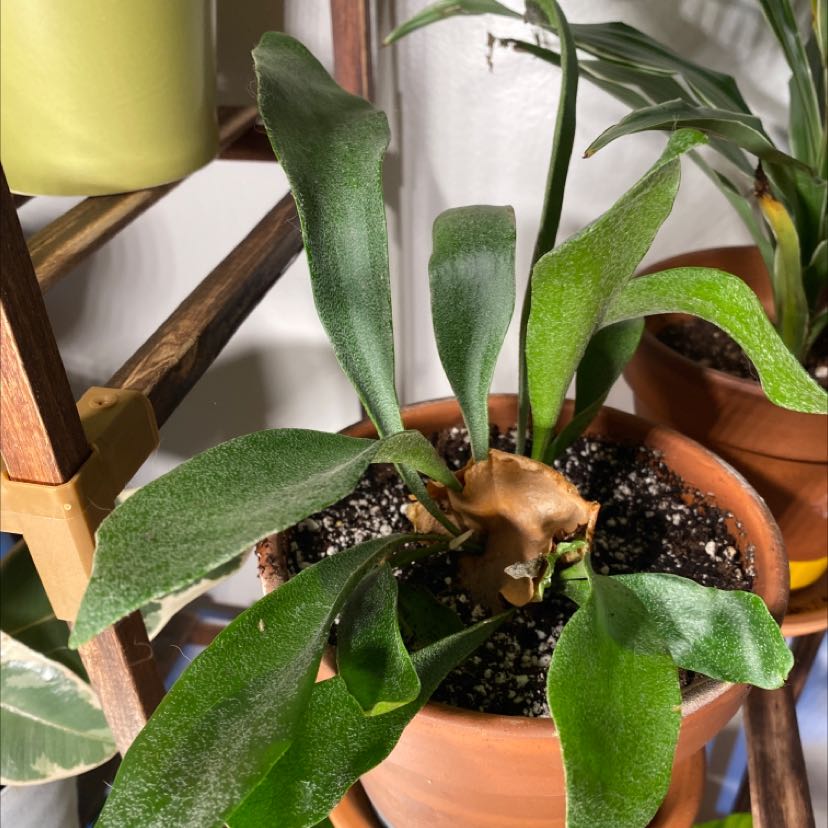 Potted Elkhorn Fern with healthy green fronds on a wooden shelf.