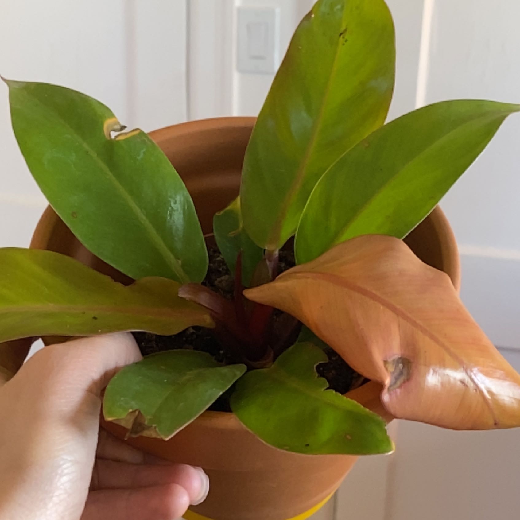 Philodendron Prince of Orange plant in a terracotta pot with some browning leaves.
