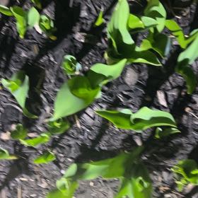 Photo of the plant species Common Water-Hyacinth by @ElatedSeedlings named Nemo on Greg, the plant care app