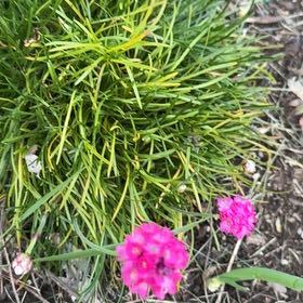 Photo of the plant species Armeria Maritima by @WelefulAlmond named Sherlock on Greg, the plant care app