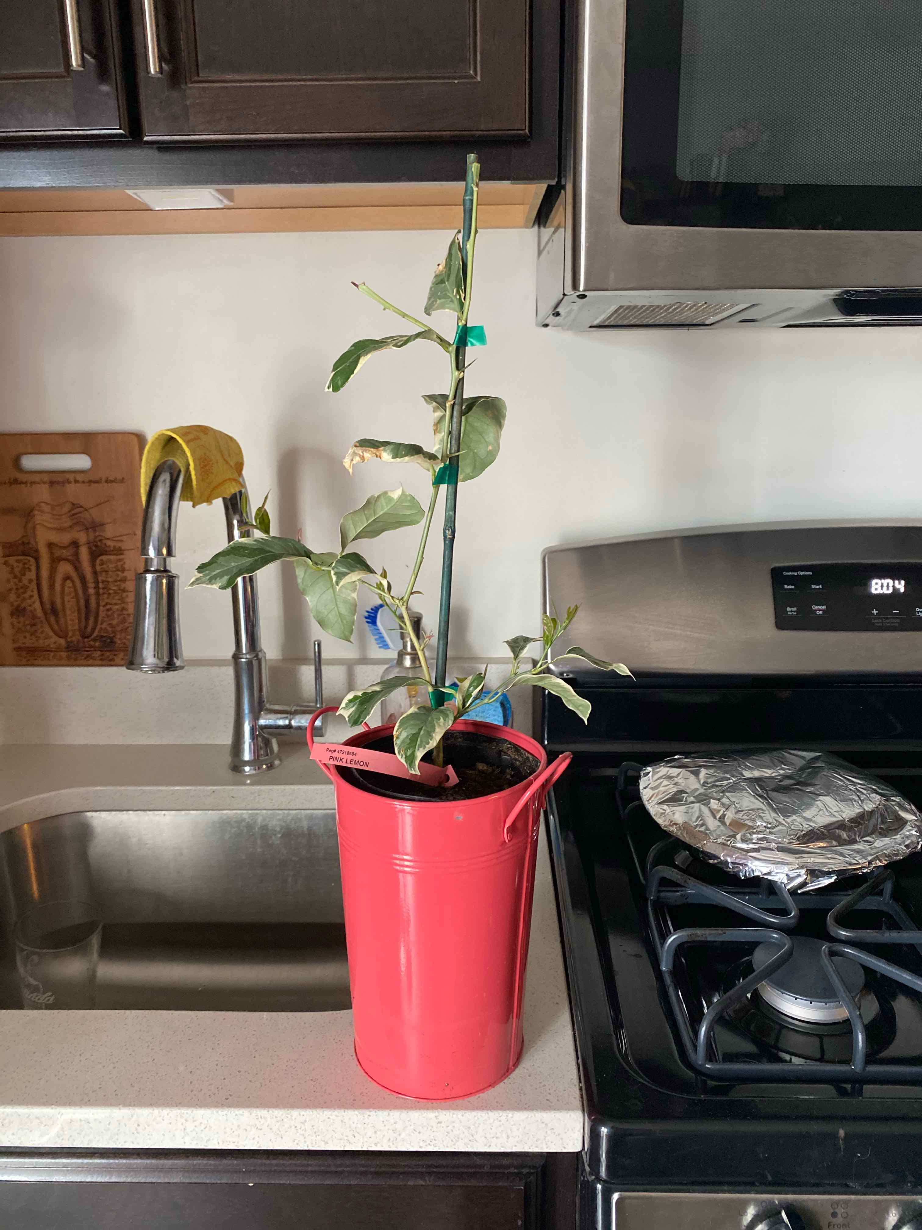 Pink Lemonade Lemon plant in a red container on a kitchen counter.