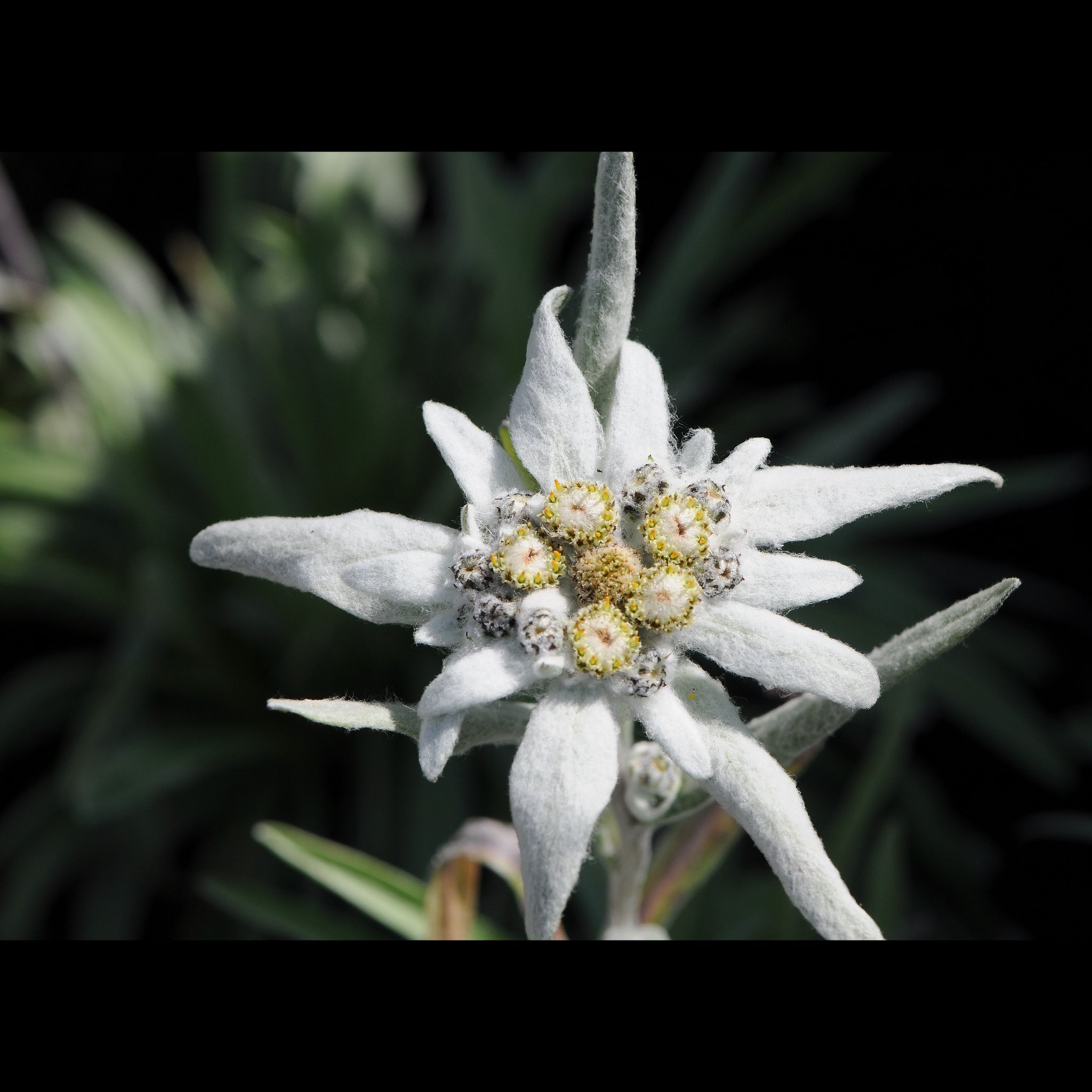 Photo of the plant species Edelweiss by @GiddyAgavenova named Love on Greg, the plant care app