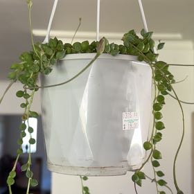 Photo of the plant species Angel's Tears by @AvidStylomecon named Sol on Greg, the plant care app