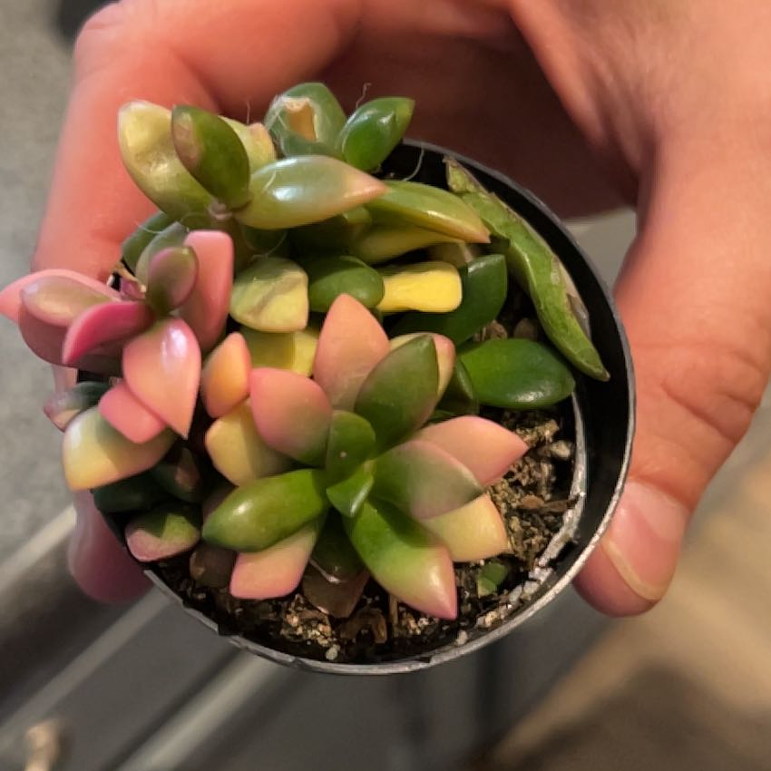 Photo of the plant species Anacampseros telephiastrum by @SportyPalepuma named Gomez on Greg, the plant care app