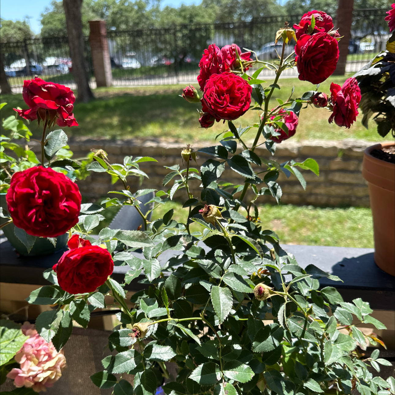 Plant care for True Delight Rose on Greg, the plant care app