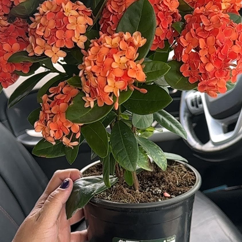Photo of the plant species Red Bush Ixora by @SmileyBaldbrome named Hermione on Greg, the plant care app