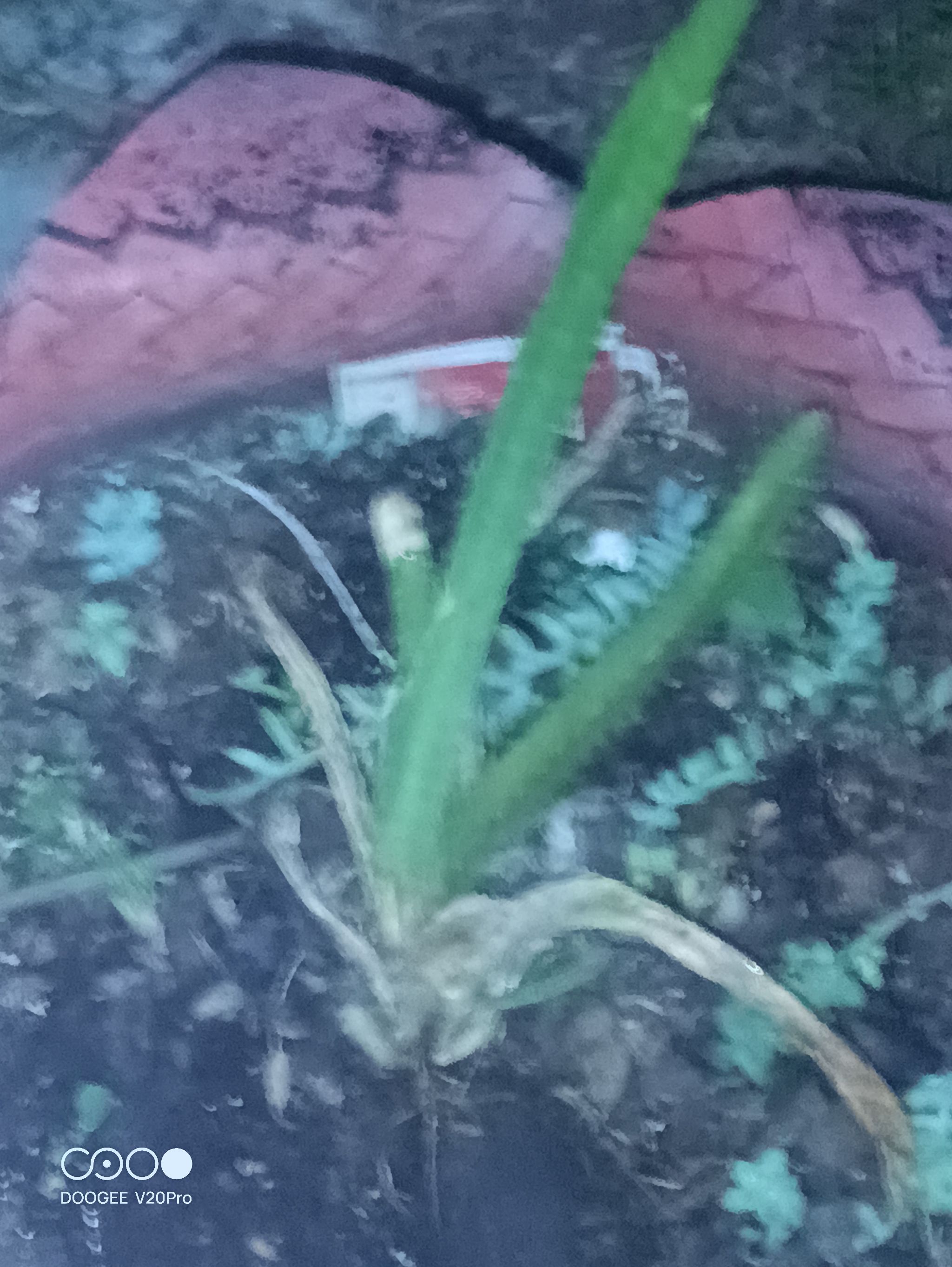 Photo of the plant species Ecuador Yellow Dragon Fruit by @PrimeLancefern named Rainier on Greg, the plant care app