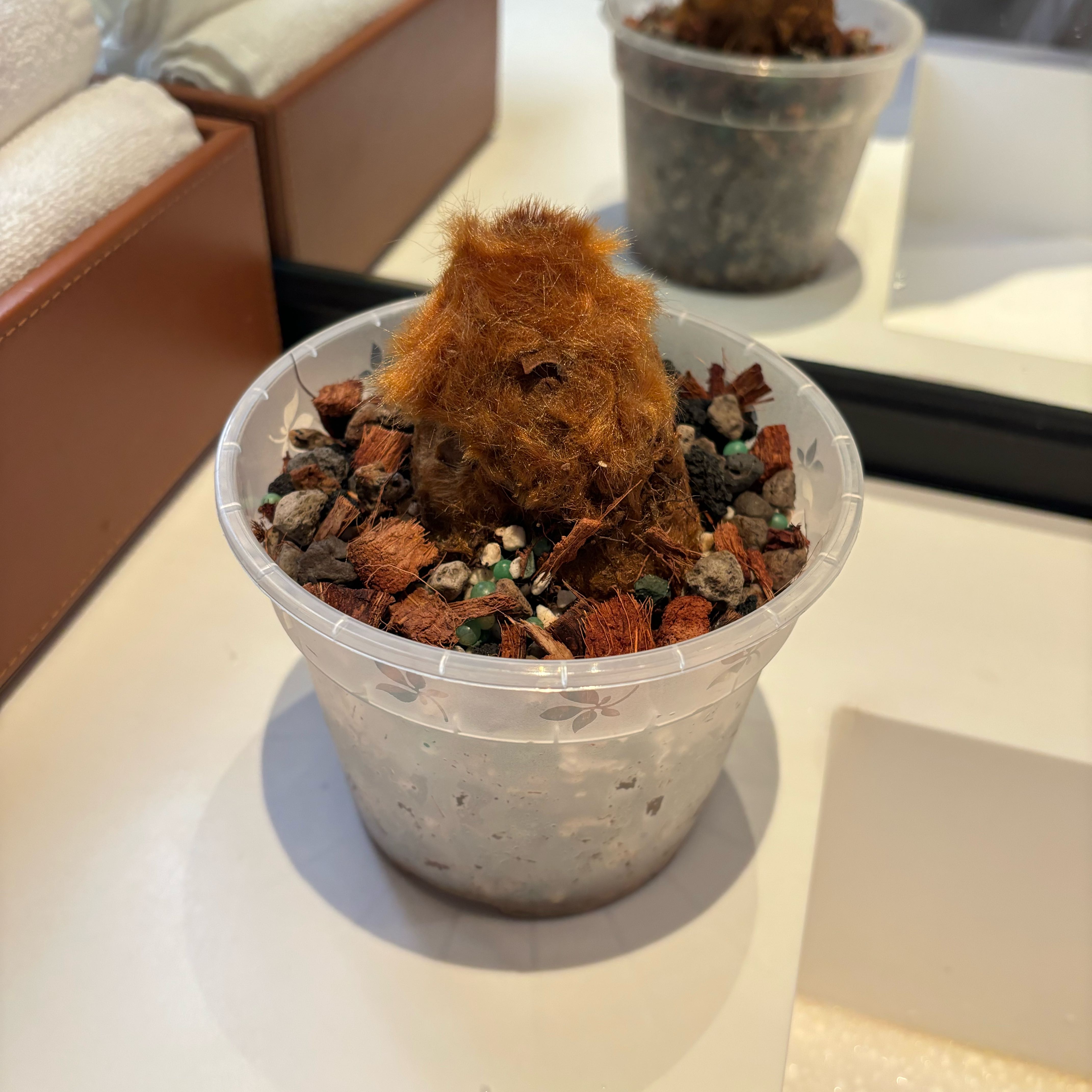 Photo of the plant species Scythian-Lamb by @GroovyBulrush named Elina on Greg, the plant care app