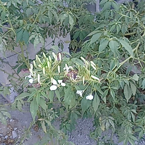 Photo of the plant species Cleome Hassleriana by @VipOrangejelly named Surya on Greg, the plant care app