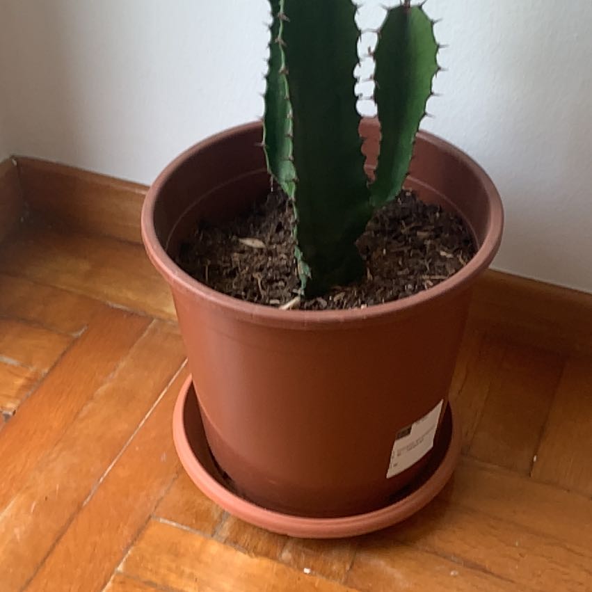 Photo of the plant species Desert Candle Cactus by @DecisiveTomato named Gambi(a) on Greg, the plant care app