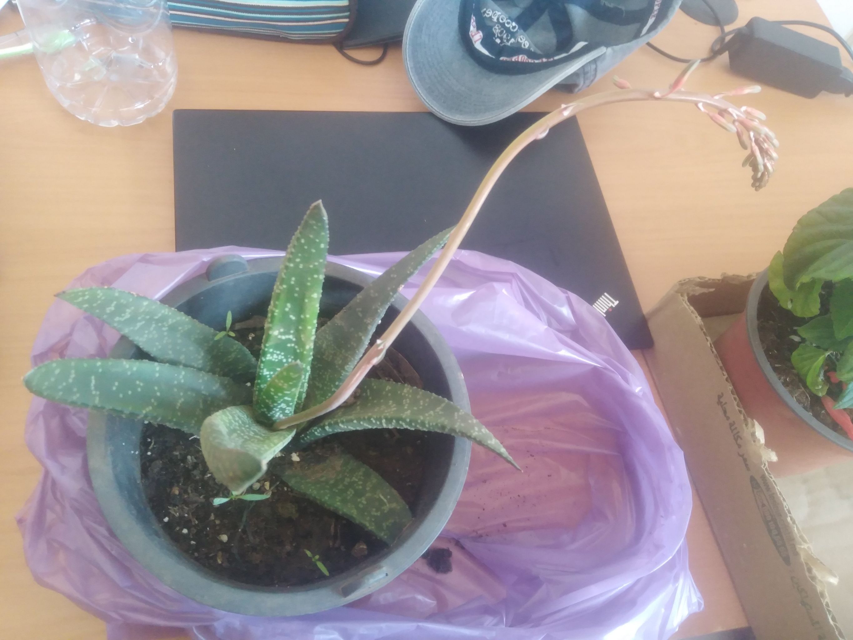Photo of the plant species Aloe Vera by @TryBuffelgrass named Tili on Greg, the plant care app
