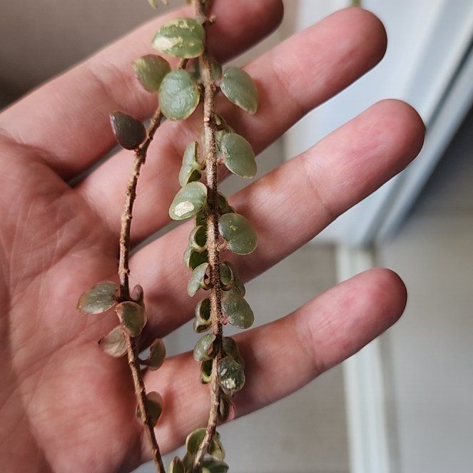 Photo of the plant species Creeping Snowberry by @ShinyGinkotree named Hamilton on Greg, the plant care app