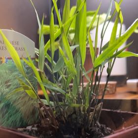 Photo of the plant species Japanese Forest Grass by @ToughSilverspot named Foxxy on Greg, the plant care app
