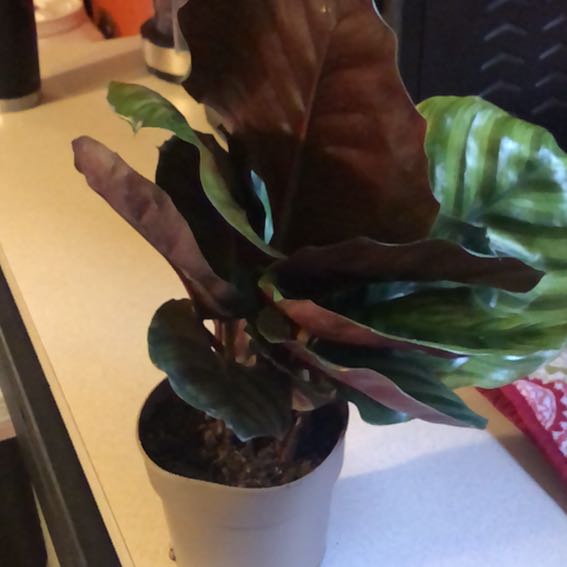 Photo of the plant species Rotundifolia by @Imnobrn named Boris on Greg, the plant care app