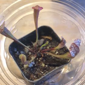 Photo of the plant species Velvet Pitcher Plant by @Imnobrn named Aria on Greg, the plant care app