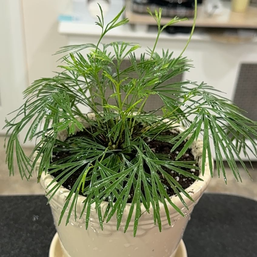Photo of the plant species Eyelash Fern by @BriskBogrhubarb named Delilah on Greg, the plant care app