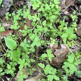 Photo of the plant species Smallflower Nemophila by @HeartySaltcedar named Morgan Treeman on Greg, the plant care app
