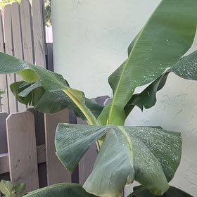 Photo of the plant species Grand Nain Banana by @mitchell named Tupot amaroot on Greg, the plant care app