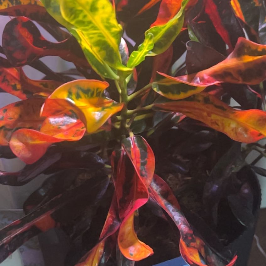 Photo of the plant species Foilage Plant by @ElatedNikaupalm named Sonora on Greg, the plant care app