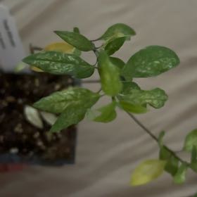 Photo of the plant species Texas Milkweed by @ChiefSeedlings named Lola on Greg, the plant care app