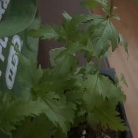 Photo of the plant species Gregg's Mistflower by @ChiefSeedlings named Luna on Greg, the plant care app