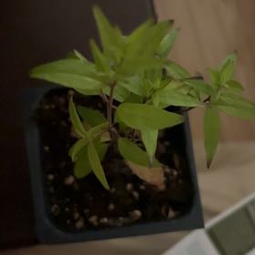 Photo of the plant species Flame Anisacanthus by @ChiefSeedlings named Oscar on Greg, the plant care app