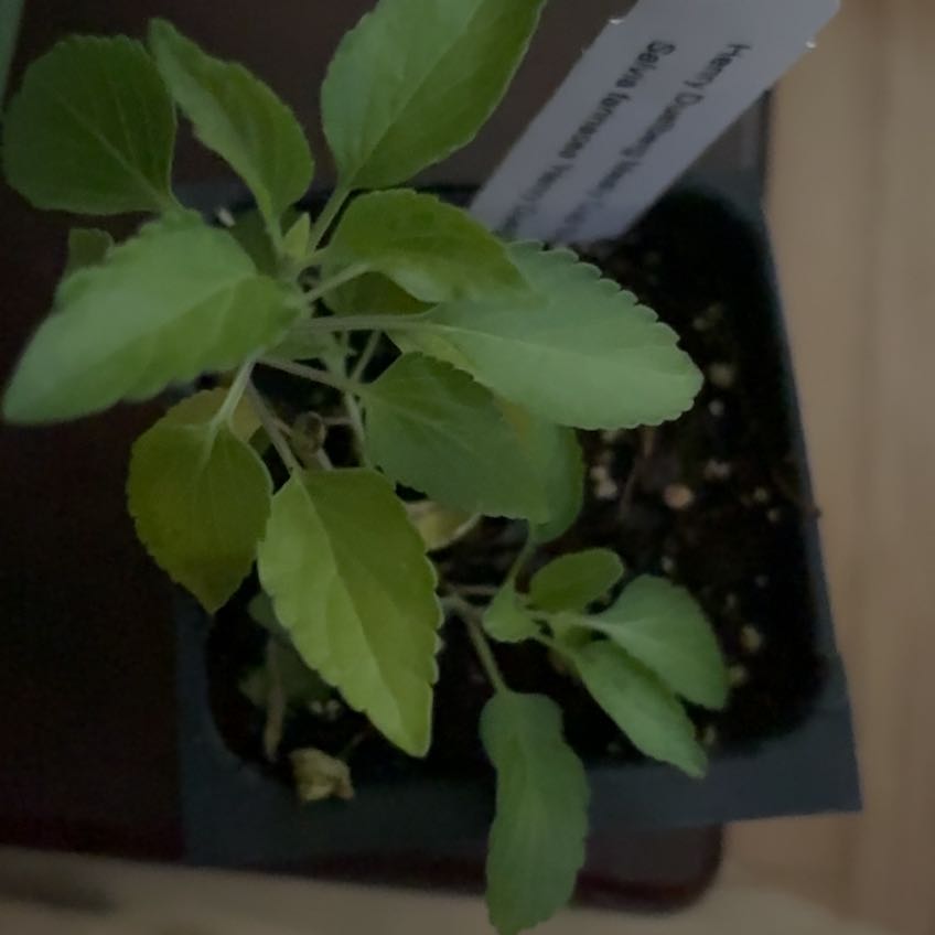 Photo of the plant species Henry Duelberg Mealy Blue Sage by @ChiefSeedlings named Henry on Greg, the plant care app