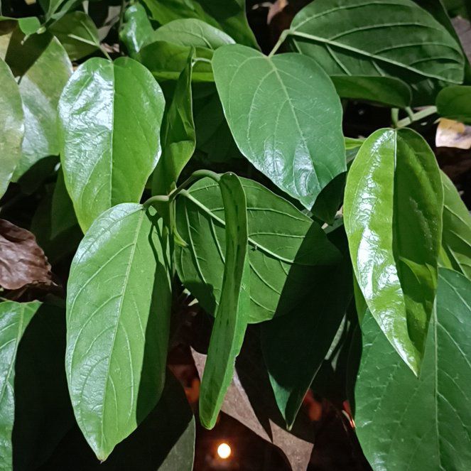 Photo of the plant species Turquoise Jade Vine by @SweetCoralaloe named Mochi on Greg, the plant care app