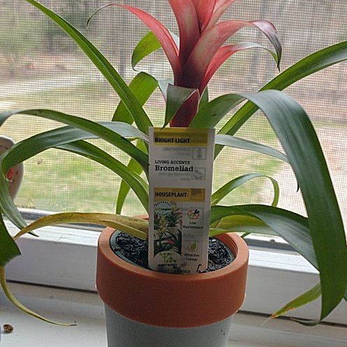 Plant care for Bromelaid on Greg, the plant care app