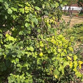 Photo of the plant species Quince by @GiddySafflower named Orwell on Greg, the plant care app