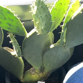 Photo of the plant species Opuntia cacanapa 'Ellisiana' by @DirectChervil named Spike Leaves on Greg, the plant care app