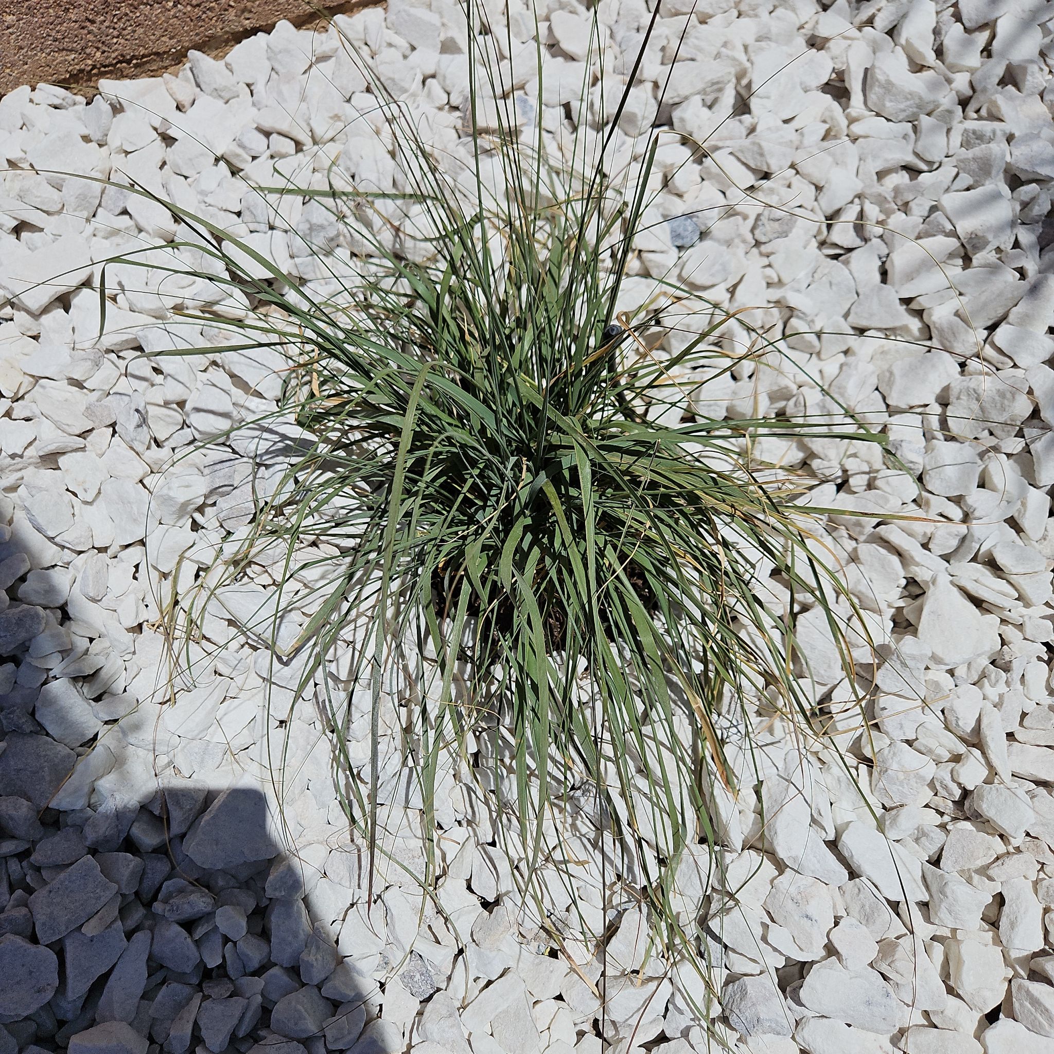 Photo of the plant species Deergrass by @BubblyWatermint named Deer Grass on Greg, the plant care app