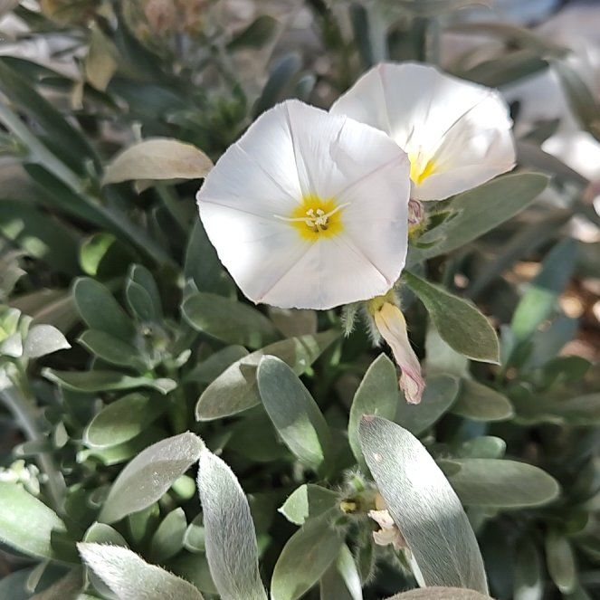 Photo of the plant species Convolvulus cneorum by @BubblyWatermint named Silverbush Morning Glory on Greg, the plant care app