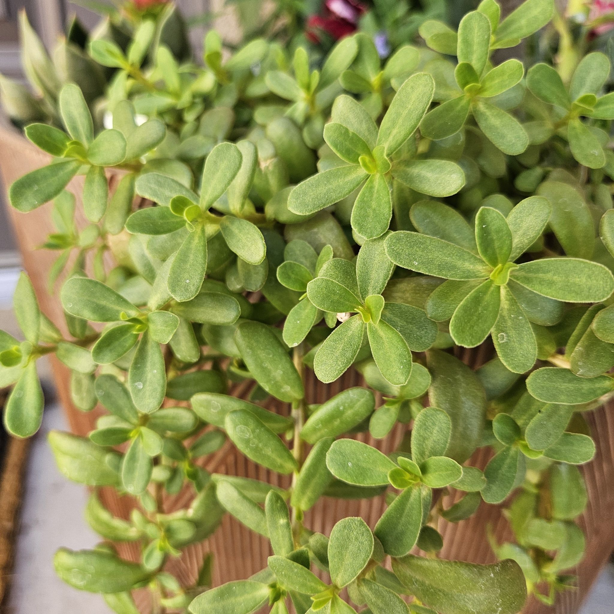 Photo of the plant species Dwarf Native-Myrtle by @BubblyWatermint named Australian Racer on Greg, the plant care app