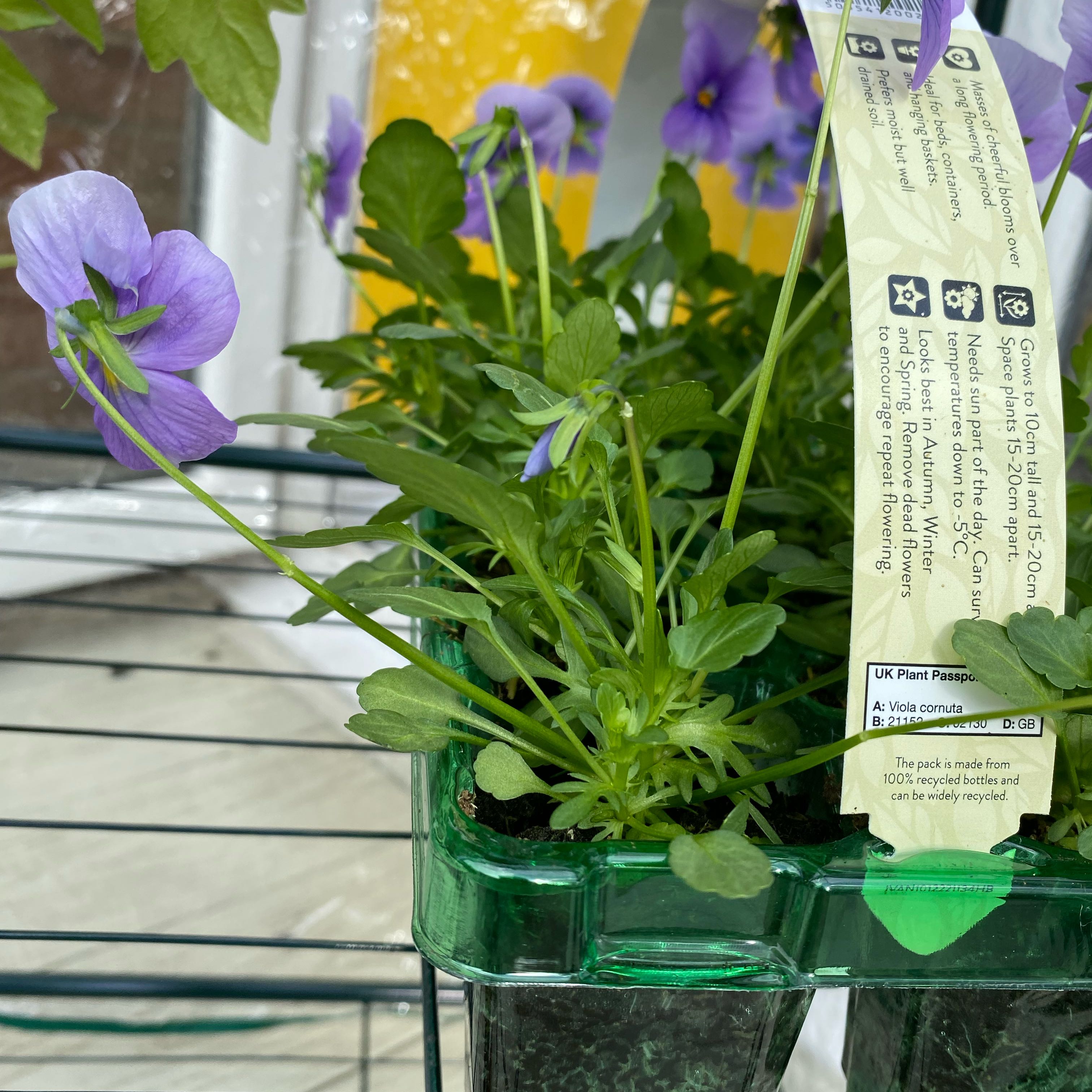 Photo of the plant species Early Dog Violet by @GoldenDidelta named Viola on Greg, the plant care app