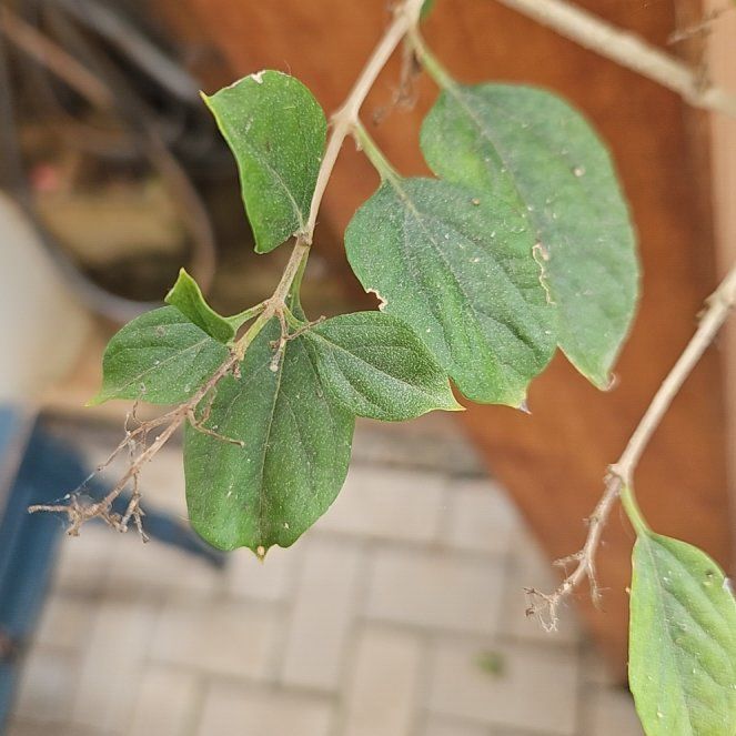 Photo of the plant species Harlequin Glorybower by @ArtisteCaleypea named Sahara on Greg, the plant care app