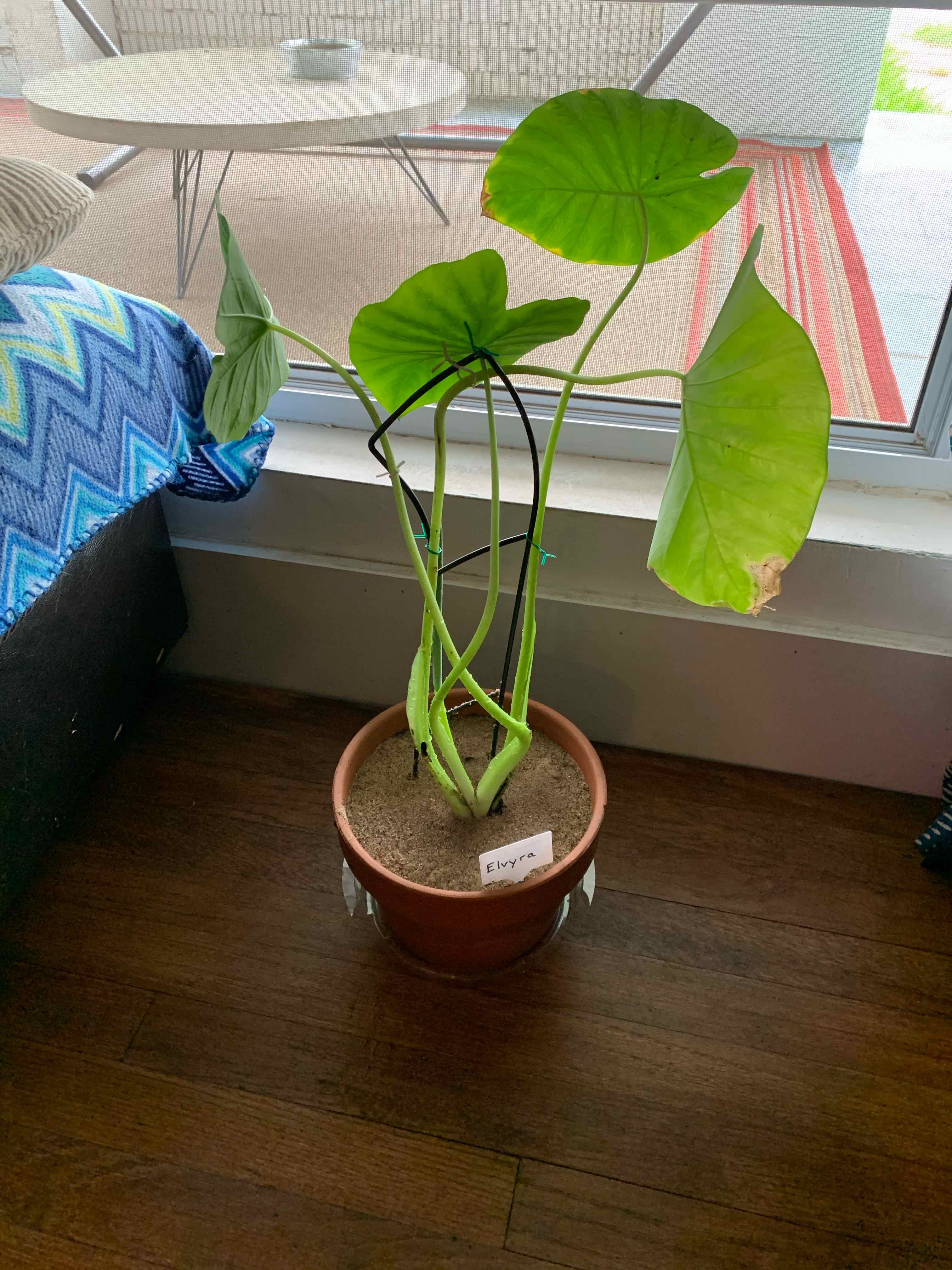 Arrowleaf Elephant Ear plant in a pot indoors, with one leaf showing browning.