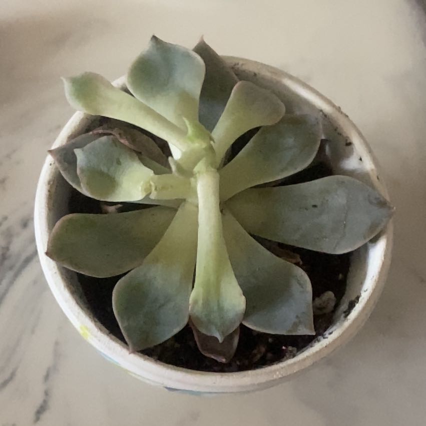 Photo of the plant species Echeveria 'Pollux' by @LordElkantlers named Sigma on Greg, the plant care app