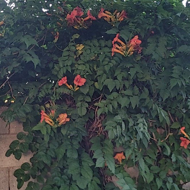 Photo of the plant species Cape Honeysuckle by @GiddyGreyghost named Sir Plancelot on Greg, the plant care app