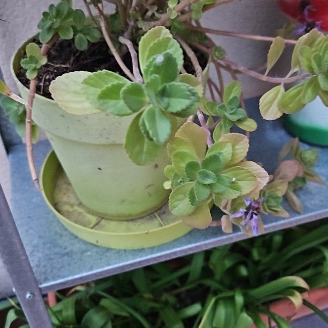 Photo of the plant species Boldo by @SavoryTauhinu named Luna on Greg, the plant care app