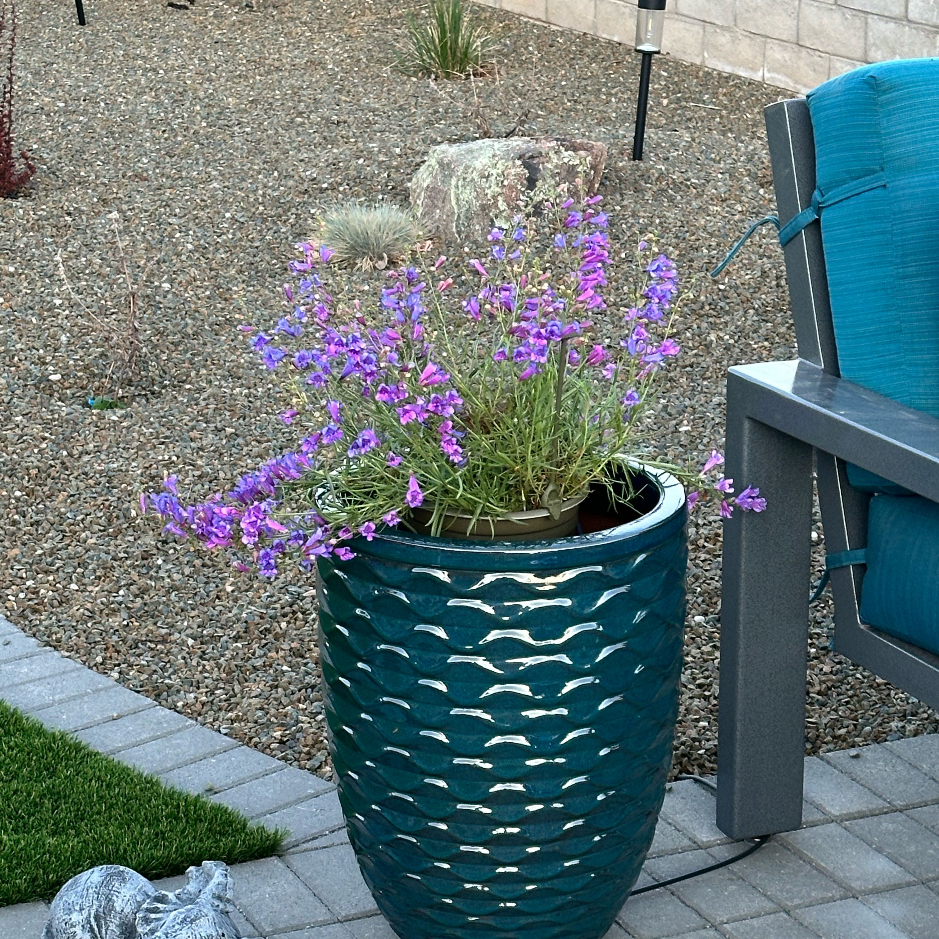 Photo of the plant species Bunchleaf Penstemon by @EngagingDidelta named Drake on Greg, the plant care app