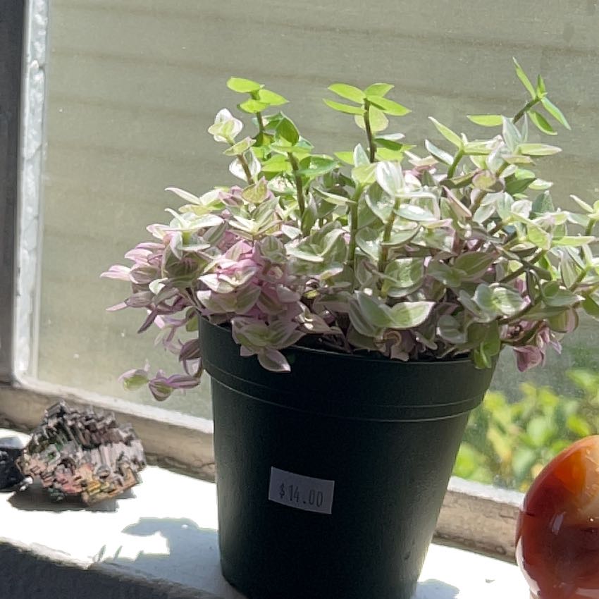Photo of the plant species Tradescantia Pink Panther by @TopJosephscoat named Foxxy on Greg, the plant care app